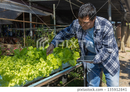 Man farmer checking of organic Organic vegetables freshly harvested from a farm. Man farmer checking of organic Organic vegetables freshly harvested from a farm. 135912841