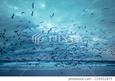 Seascape in the evening. Sunset over the sea. Seagulls flying over the beach. Atlantic Ocean in the evening 135912875