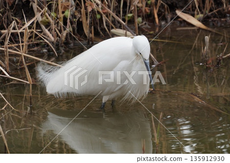 Little Egret at Sarue Park Little Egret at Sarue Park 135912930