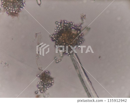 麴菌分生孢子 135912942