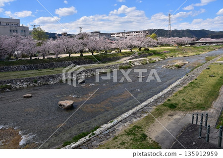 日本岐阜縣高山市：櫻花盛開，碧空如洗；宮川河及其兩岸是步道；周圍的街道和房屋。 135912959