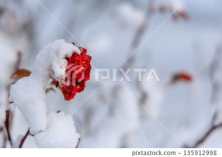 特寫鏡頭:冬日玫瑰園中,白雪皚皚的玫瑰競相綻放。 特寫鏡頭:冬日玫瑰園中,白雪皚皚的玫瑰競相綻放。 135912998