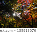 Autumn maple leaves and sunlight filtering through the leaves 135913070