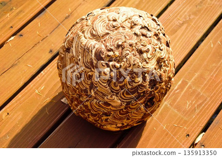 Scyptome的巢穴 Scyptome的巢穴 135913350