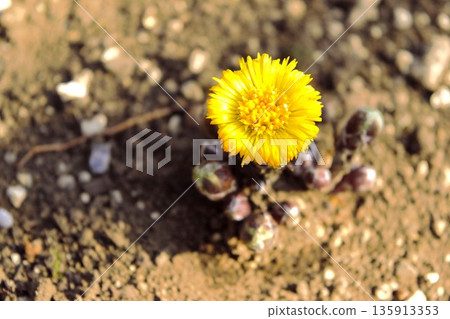 黃花款冬花 黃花款冬花 135913353