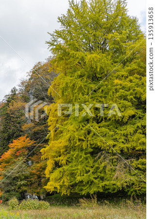 日本廣島縣莊原市東城町太釋峽谷上太釋河沿岸的秋葉 135913658