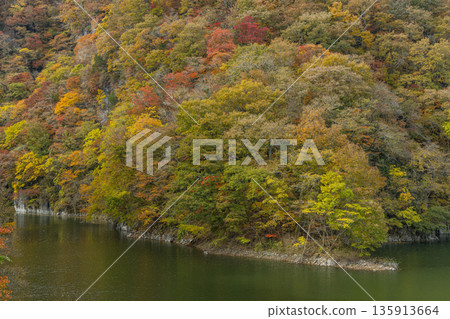 日本廣島縣莊原市東城町大石峽。神龍湖（水庫）和秋葉。 135913664