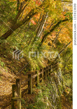 Autumn foliage at Lake Shinryu, a dam lake in Taishakukyo Gorge, Tojo-cho, Shobara City, Hiroshima Prefecture, Japan 135913699