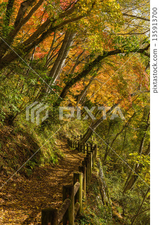 Autumn foliage at Lake Shinryu, a dam lake in Taishakukyo Gorge, Tojo-cho, Shobara City, Hiroshima Prefecture, Japan Autumn foliage at Lake Shinryu, a dam lake in Taishakukyo Gorge, Tojo-cho, Shobara City, Hiroshima Prefecture, Japan 135913700