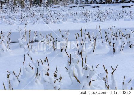 冬季岐阜世界玫瑰園白雪皚皚的玫瑰園 135913830