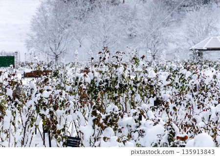 冬季岐阜世界玫瑰園白雪皚皚的玫瑰園 135913843
