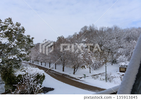 冬季岐阜世界玫瑰園白雪皚皚的玫瑰園 冬季岐阜世界玫瑰園白雪皚皚的玫瑰園 135913845
