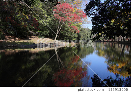 View the autumn foliage of the wax trees on the shore of Lake Saiko at the foot of Mount Shiun from Kaisen Rock, overlooking Lake Saiko in the south garden of Ritsurin Garden View the autumn foliage of the wax trees on the shore of Lake Saiko at the foot of Mount Shiun from Kaisen Rock, overlooking Lake Saiko in the south garden of Ritsurin Garden 135913906