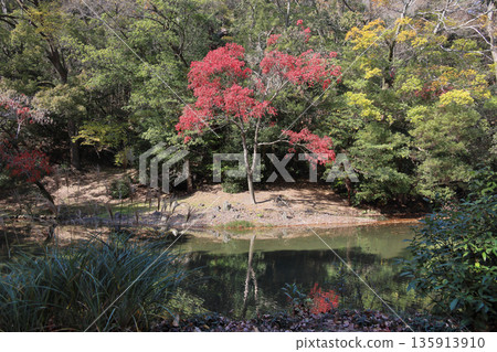 在栗林花園南庭園，您可以欣賞紫雲山腳下西湖畔蠟樹的秋葉美景。 135913910