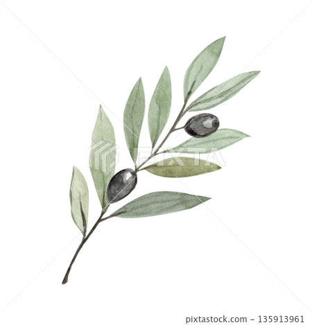 Olive branch isolated, symbol of peace, humility and spiritual renewal during Lent season. Minimal watercolor illustration for Christian design, church media, devotion projects, calm religious layouts 135913961