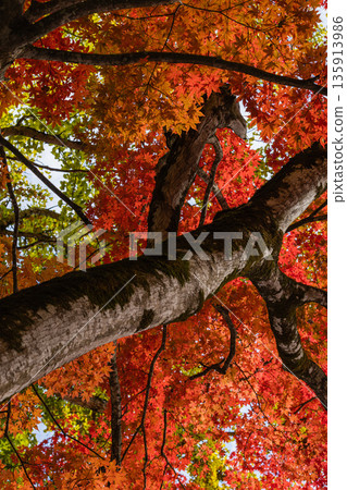 Japan: Red maple leaves and yellow ginkgo leaves at Tokuyama Shrine in Hiruzen, Maniwa City, Okayama Prefecture Japan: Red maple leaves and yellow ginkgo leaves at Tokuyama Shrine in Hiruzen, Maniwa City, Okayama Prefecture 135913986