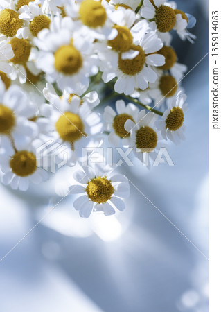 Bouquet of Matricaria flowers, soft blur and white space on a light blue background (vertical) 135914083