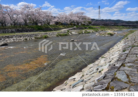 日本岐阜縣高山市:櫻花盛開,碧空如洗;宮川河及其兩岸是步道;周圍的街道和房屋。 日本岐阜縣高山市:櫻花盛開,碧空如洗;宮川河及其兩岸是步道;周圍的街道和房屋。 135914181