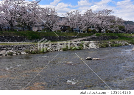 Takayama City, Gifu Prefecture, Japan: Cherry blossoms in full bloom and a beautiful blue sky; Miyagawa River and its banks, which serve as walkways; surrounding streets and houses 135914186