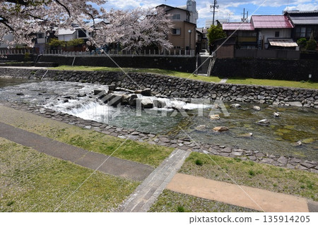 Takayama City, Gifu Prefecture, Japan: Cherry blossoms in full bloom and a beautiful blue sky; Miyagawa River and its banks, which serve as walkways; surrounding streets and houses 135914205