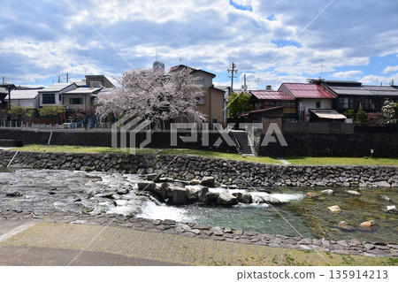 Takayama City, Gifu Prefecture, Japan: Cherry blossoms in full bloom and a beautiful blue sky; Miyagawa River and its banks, which serve as walkways; surrounding streets and houses 135914213