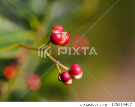 Masaki的紅色水果 135914467