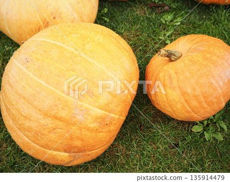 Large jack-o'-lanterns lined up on the lawn - a Halloween theme Large jack-o'-lanterns lined up on the lawn - a Halloween theme 135914479