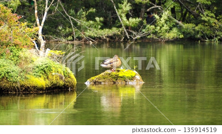 Ducks resting on rocks at Myojin Pond in Kamikochi: Autumn waterside birds 135914519