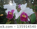 Cattleya, one of the four major orchids in the world, is known as the queen of orchids. 135914540