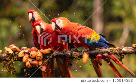 Macaw in Amazon Canopy. Nature Concept. Generated Image 135914598