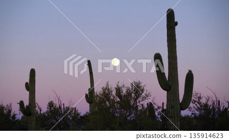 Moonrise Over Desert Cactus . Nature Concept. Generated Image 135914623