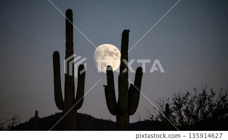 Moonrise Over Desert Cactus . Nature Concept. Generated Image 135914627
