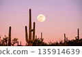 Moonrise Over Desert Cactus . Nature Concept. Generated Image 135914639