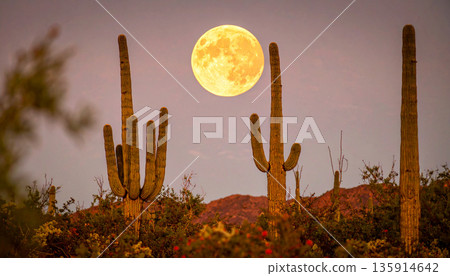 Moonrise Over Desert Cactus . Nature Concept. Generated Image 135914642
