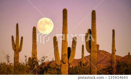 Moonrise Over Desert Cactus . Nature Concept. Generated Image 135914643