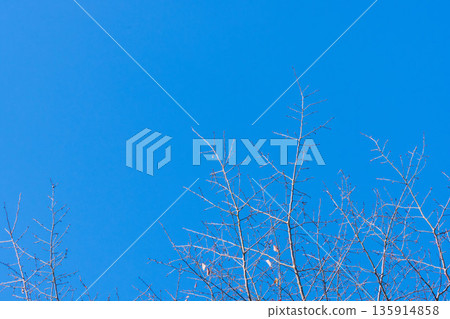11 抬頭仰望秋山間的藍天和樹木 135914858