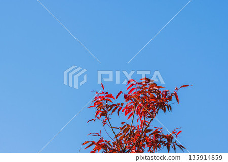晴朗的冬日天空和日本蠟樹的紅色秋葉 09 135914859