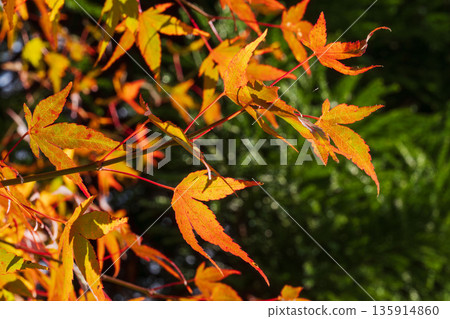 Autumn mountain: Maple leaves shining in the sunlight 07 135914860