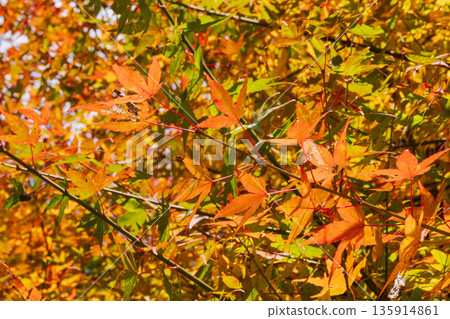 Autumn mountain: Maple leaves shining in the sunlight 08 Autumn mountain: Maple leaves shining in the sunlight 08 135914861