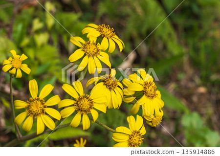 Autumn mountain yellow flowers of Japanese silverleaf 03 135914886