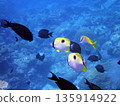 中之島海灘海底的單鰭蝴蝶魚和扇貝刺尾魚 135914922