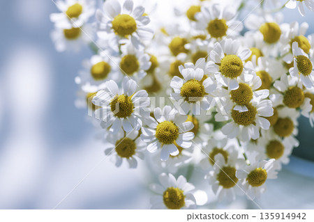 Bouquet of matricaria flowers on a light blue background. Flower background with space on the left. Bouquet of matricaria flowers on a light blue background. Flower background with space on the left. 135914942