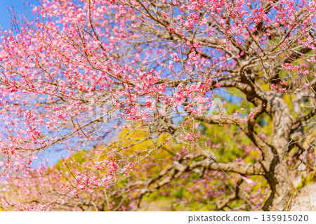 (靜岡縣)熱海梅園梅花盛開 (靜岡縣)熱海梅園梅花盛開 135915020