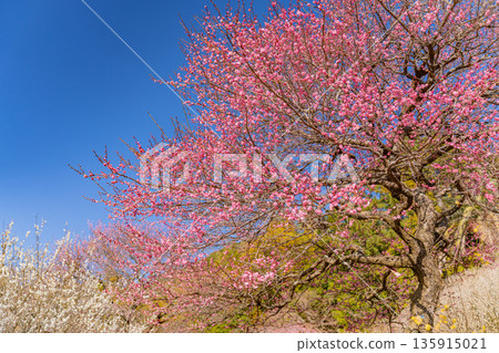 （靜岡縣）熱海梅園梅花盛開 135915021