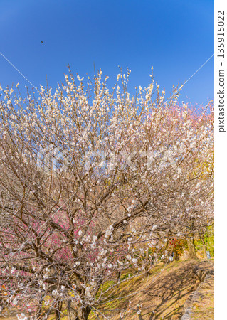 (靜岡縣)熱海梅園梅花盛開 (靜岡縣)熱海梅園梅花盛開 135915022