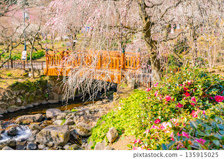 (Shizuoka Prefecture) Atami Plum Garden Plum in full bloom (Shizuoka Prefecture) Atami Plum Garden Plum in full bloom 135915025