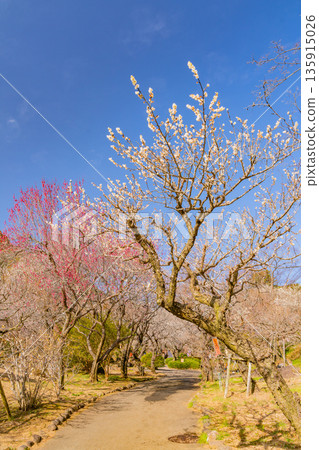 (Shizuoka Prefecture) Atami Plum Garden Plum in full bloom (Shizuoka Prefecture) Atami Plum Garden Plum in full bloom 135915026