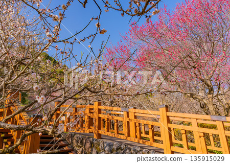 (Shizuoka Prefecture) Atami Plum Garden Plum in full bloom (Shizuoka Prefecture) Atami Plum Garden Plum in full bloom 135915029