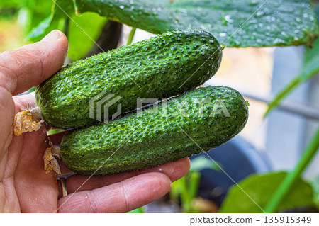 A closeup of a hand gently holding two freshly picked cucumbers with a bumpy texture and dried flower ends. 135915349