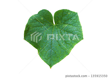 Green cucumber leaf with visible veins and water droplets, on a clean white background. Isolated heart shaped garden foliage Green cucumber leaf with visible veins and water droplets, on a clean white background. Isolated heart shaped garden foliage 135915350
